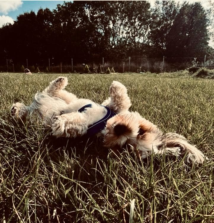 Puppies at Wagtails in Essex