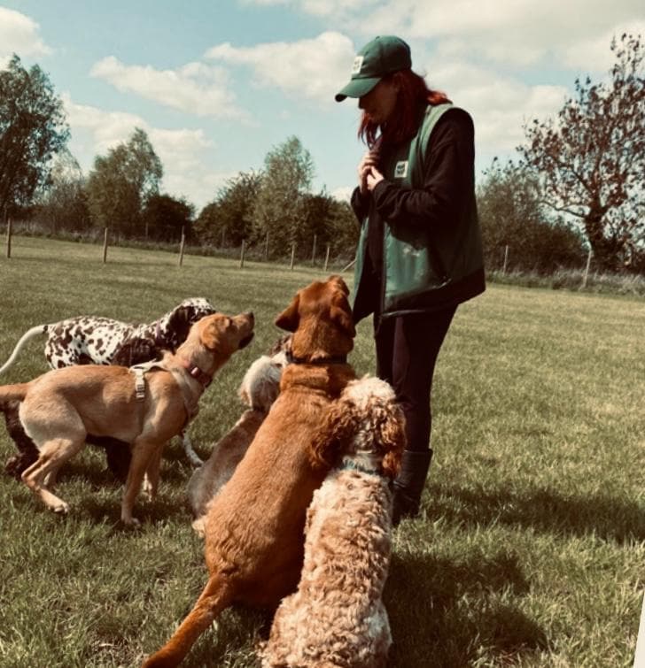 Doggy daycare at Wagtails in Essex