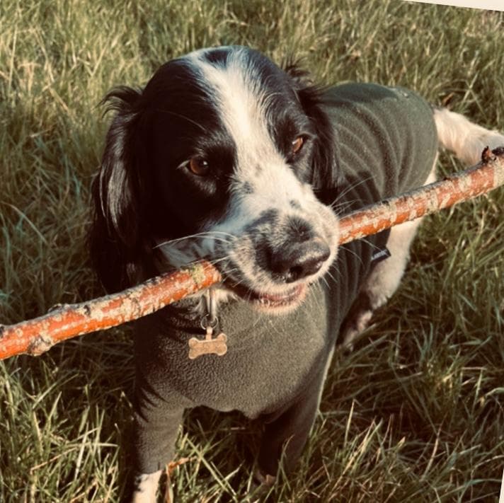 Private dog walking field in the Essex countryside