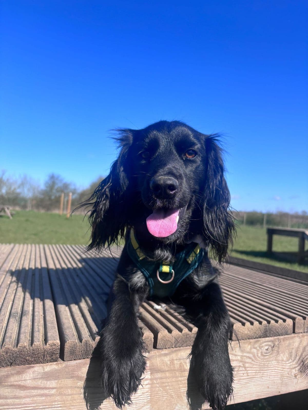 Labrador Exercise Guide: How Much Does Your Lab Really Need?