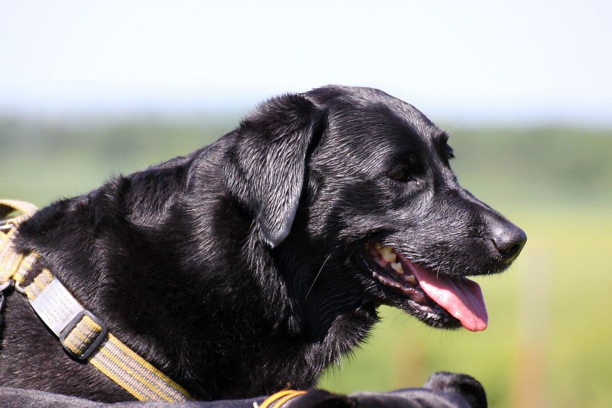 Close-up profile of a Black Labrador wearing a harness outdoors