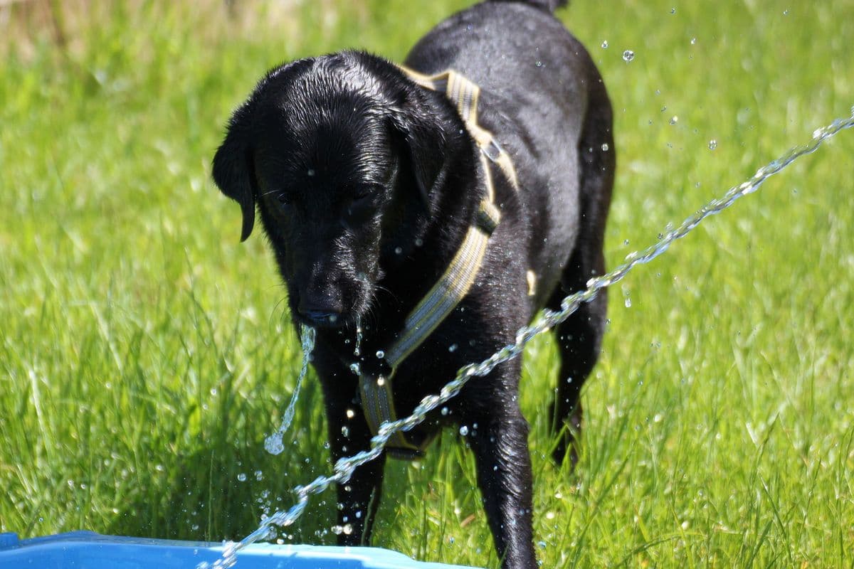Black Labrador playing with a water hose on a hot summer day at day care