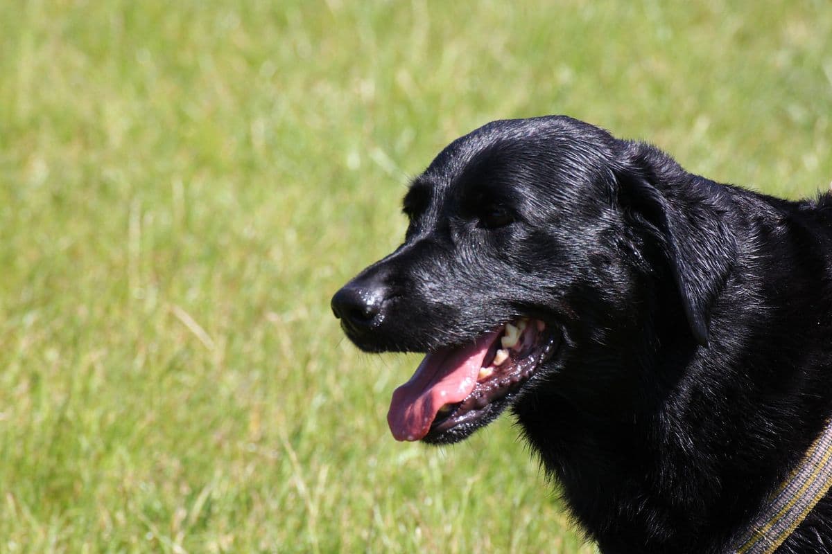 Black Labrador panting happily in a green field after exercise