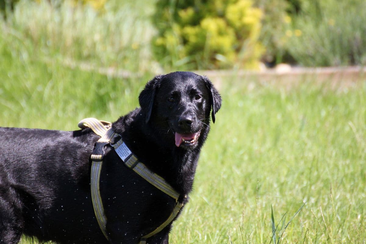 Black Labrador wearing a harness standing in a field with countryside behind