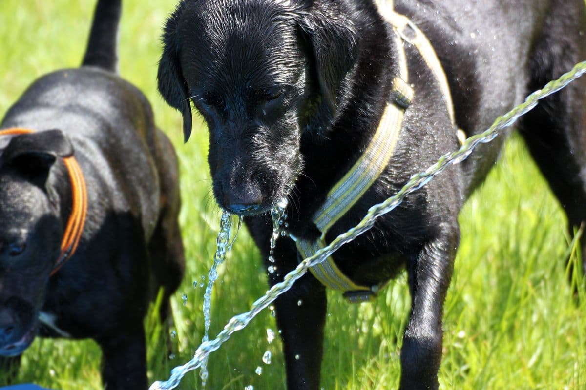 Two Black Labradors drinking from a water hose at doggy day care