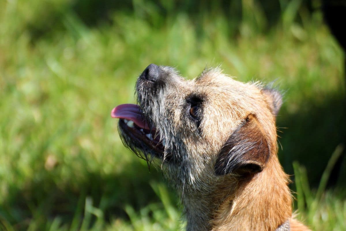 Border Terrier close-up with tongue out on the grass