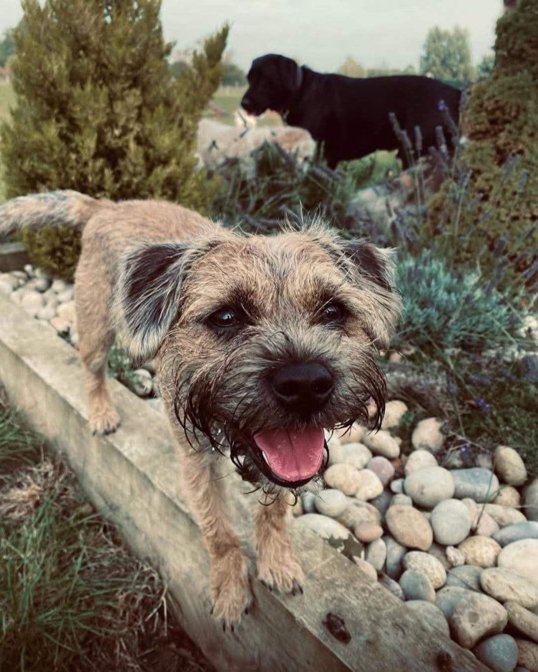 Border Terrier exploring a sensory garden with pebbles and evergreen plants