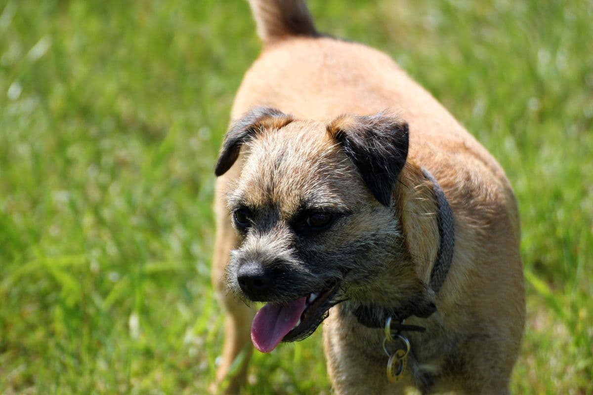 Border Terrier walking across the grass on a sunny day
