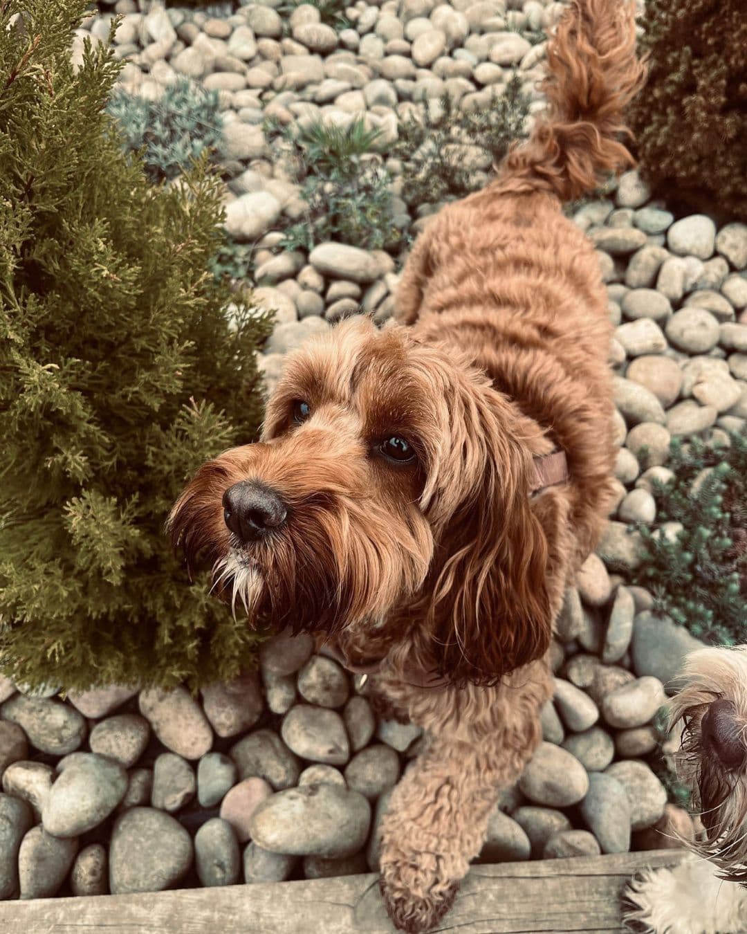 Cockapoo stepping over rocks in a dog-safe sensory garden at Wagtails