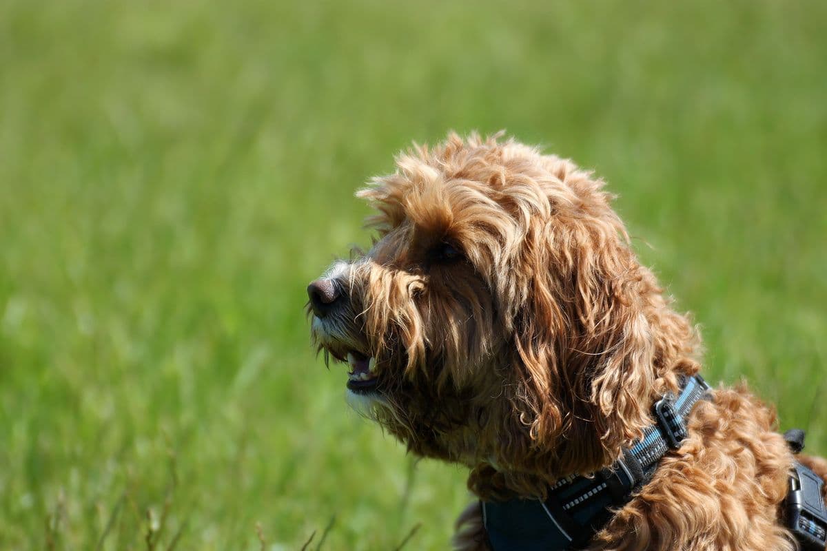 Close-up profile of a Cockapoo with curly coat at a dog field
