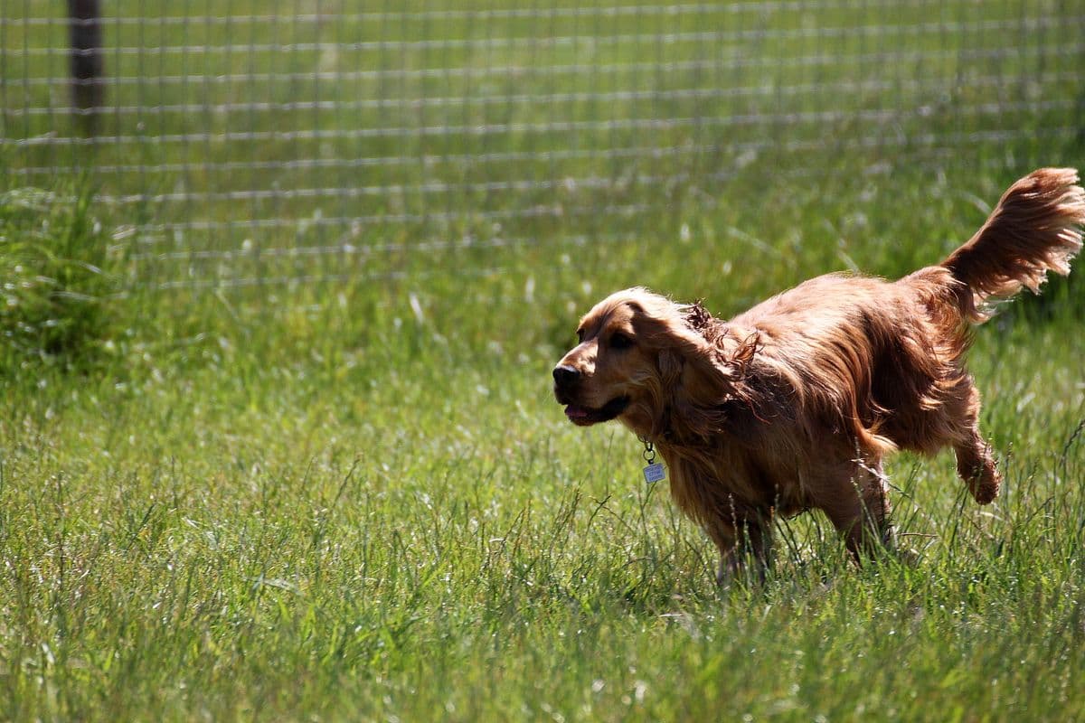 Golden Cocker Spaniel running across an enclosed dog field