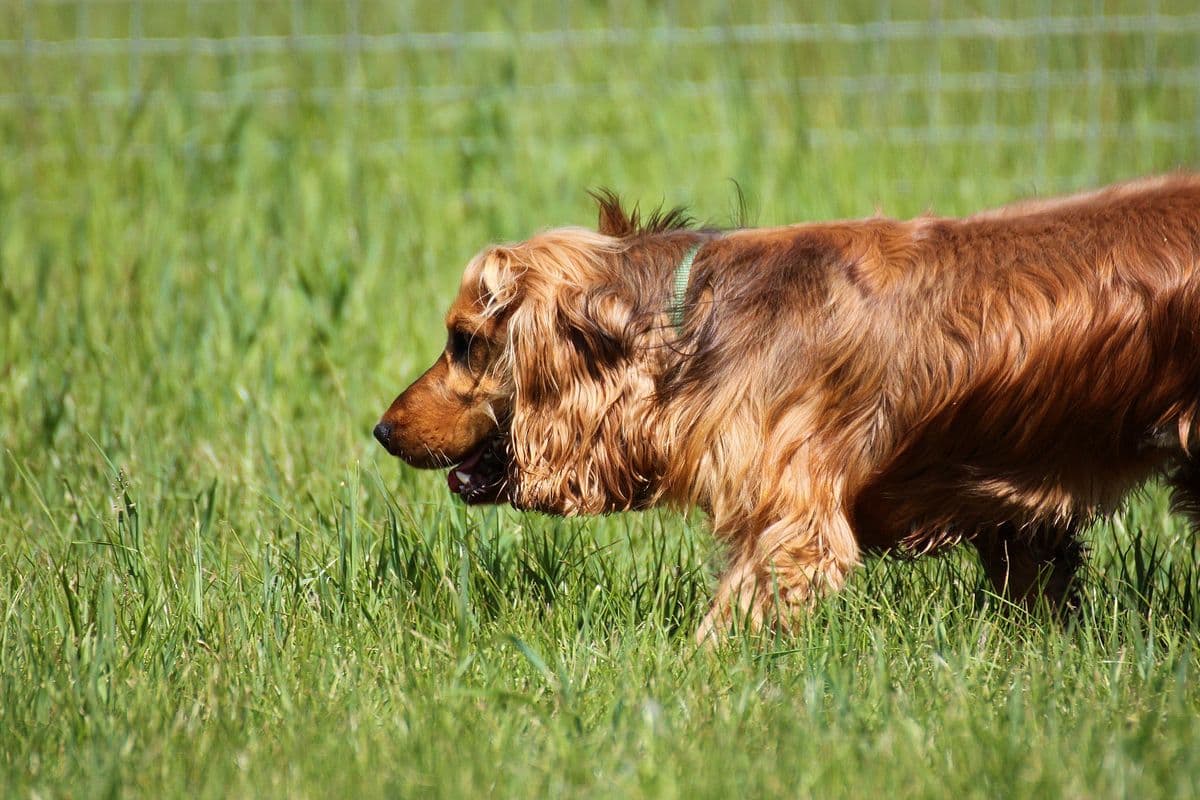 Golden Cocker Spaniel sniffing through the grass at a dog field