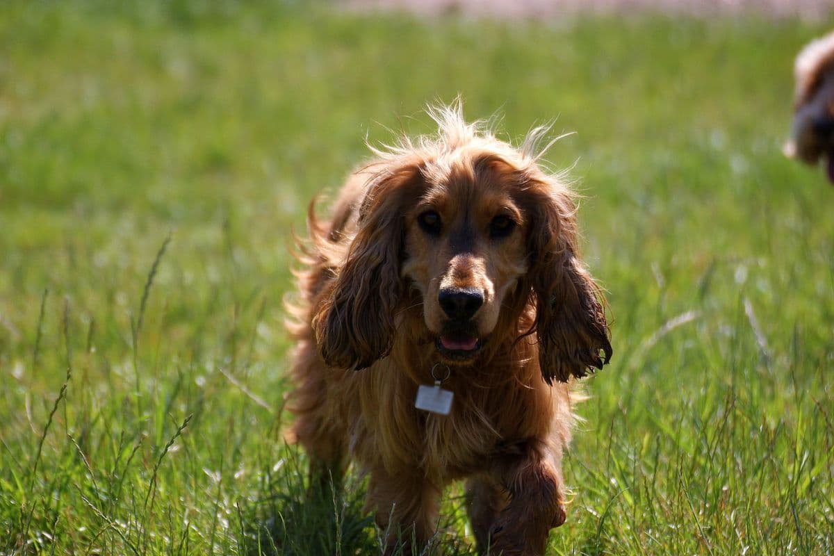 Golden Cocker Spaniel walking through long grass at a dog field in Essex