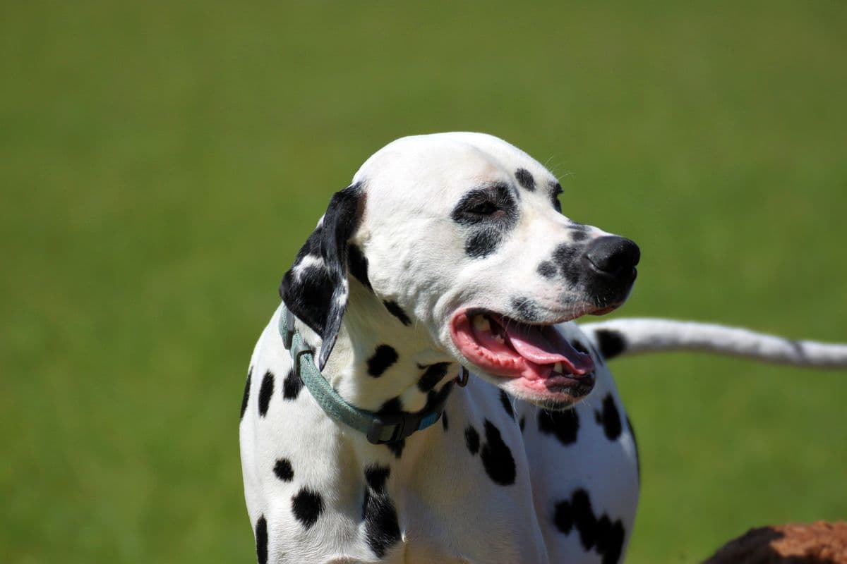 Dalmatian portrait in profile on a green field at day care