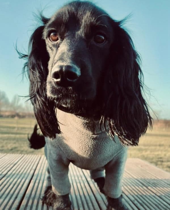 Dog using agility equipment at an enclosed field in Essex