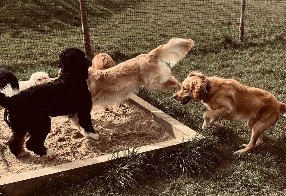Dog on a confidence course at an agility field in Essex