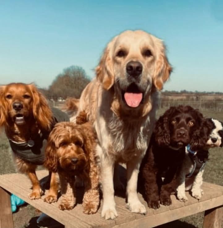 Dog enjoying a countryside walk in Essex