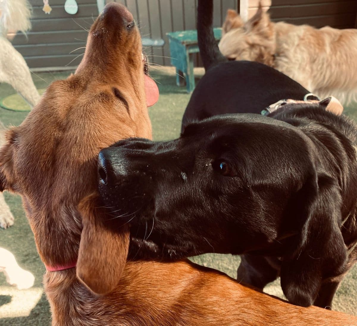 Dog engaged with an enrichment puzzle at day care