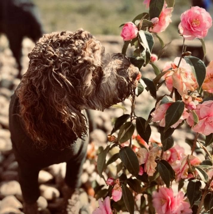 Dog-Friendly Cafes and Restaurants in Essex: Our Favourites