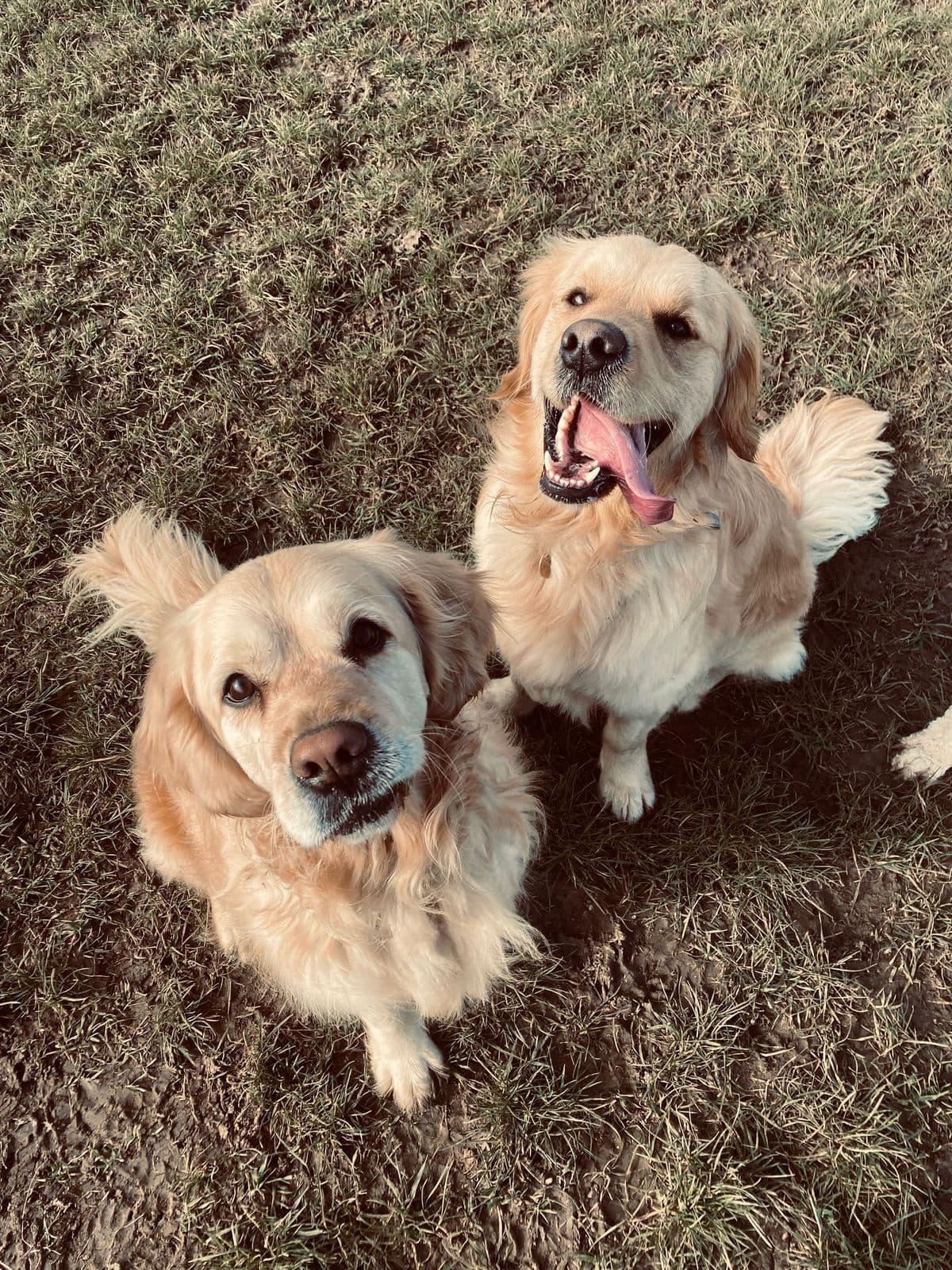 Dog practising recall training at an enclosed field in Essex