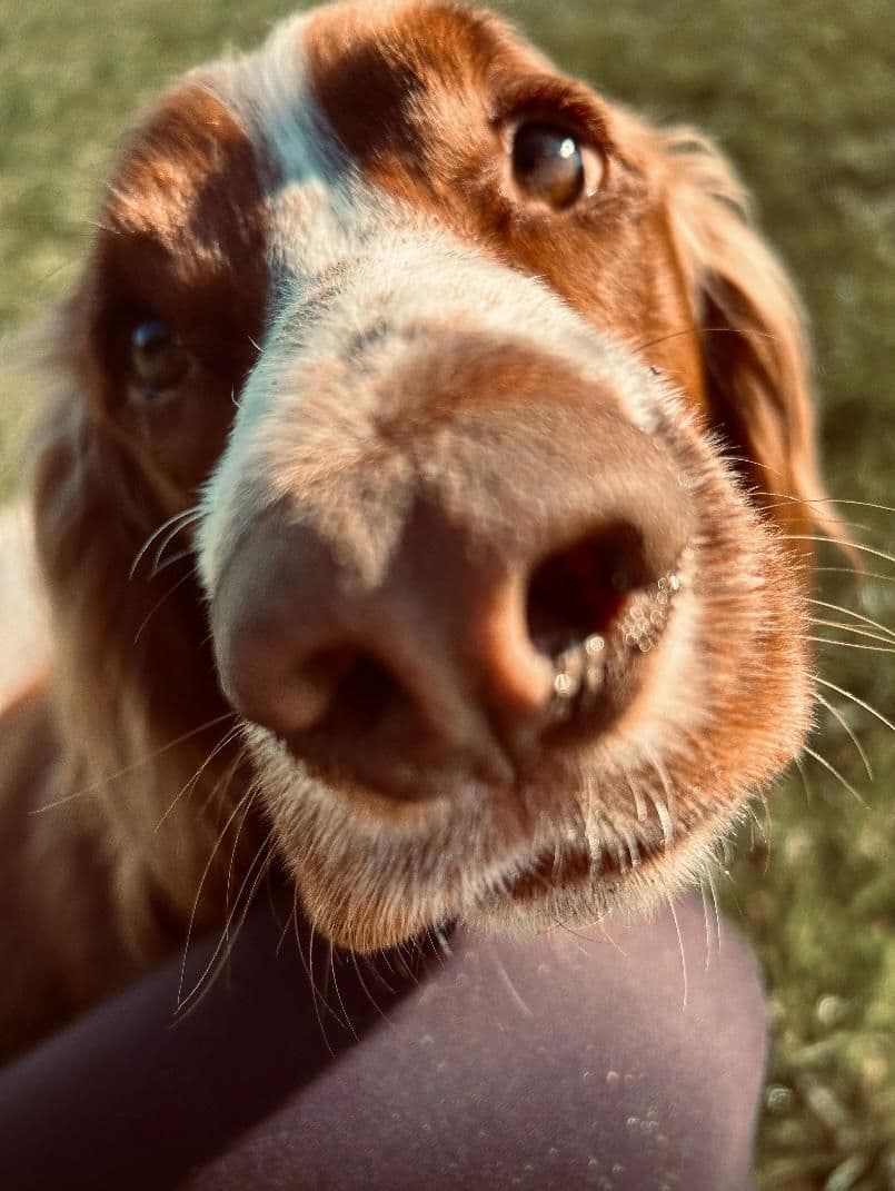 Dog enjoying a sniffing enrichment activity at day care