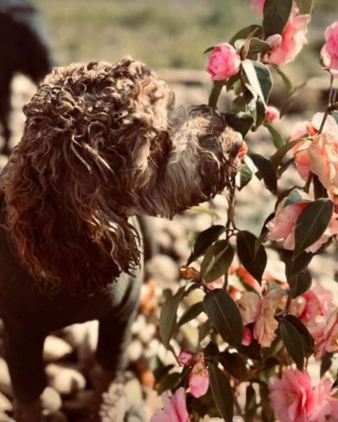 Curly-coated dog sniffing pink flowers in a dog-safe sensory garden