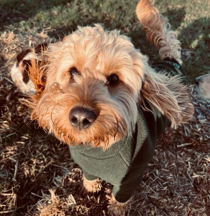 Dog training recall in an enclosed field in Essex