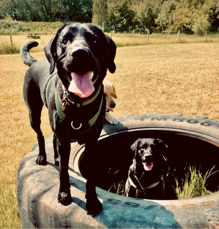 Dogs at the end of a fun day at Wagtails day care in Essex