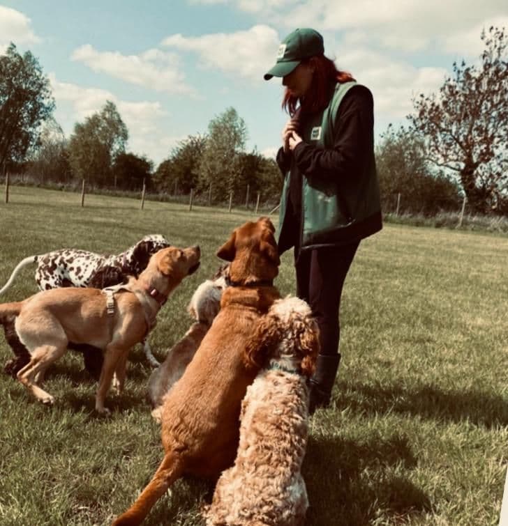 Dogs in supervised play in a paddock at day care