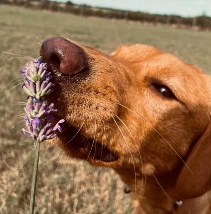 Dog Hydrotherapy in Essex: A Complete Guide