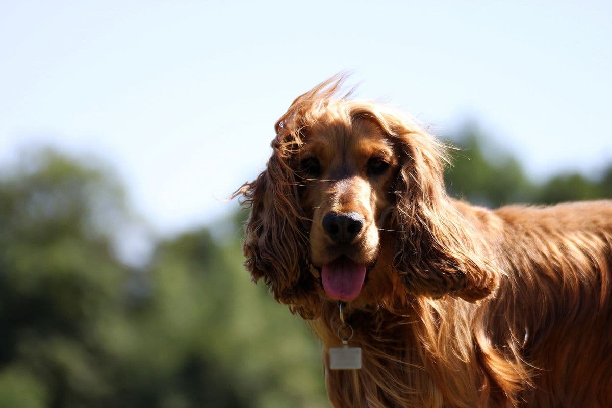 Golden Cocker Spaniel with windswept ears on a sunny day at Wagtails