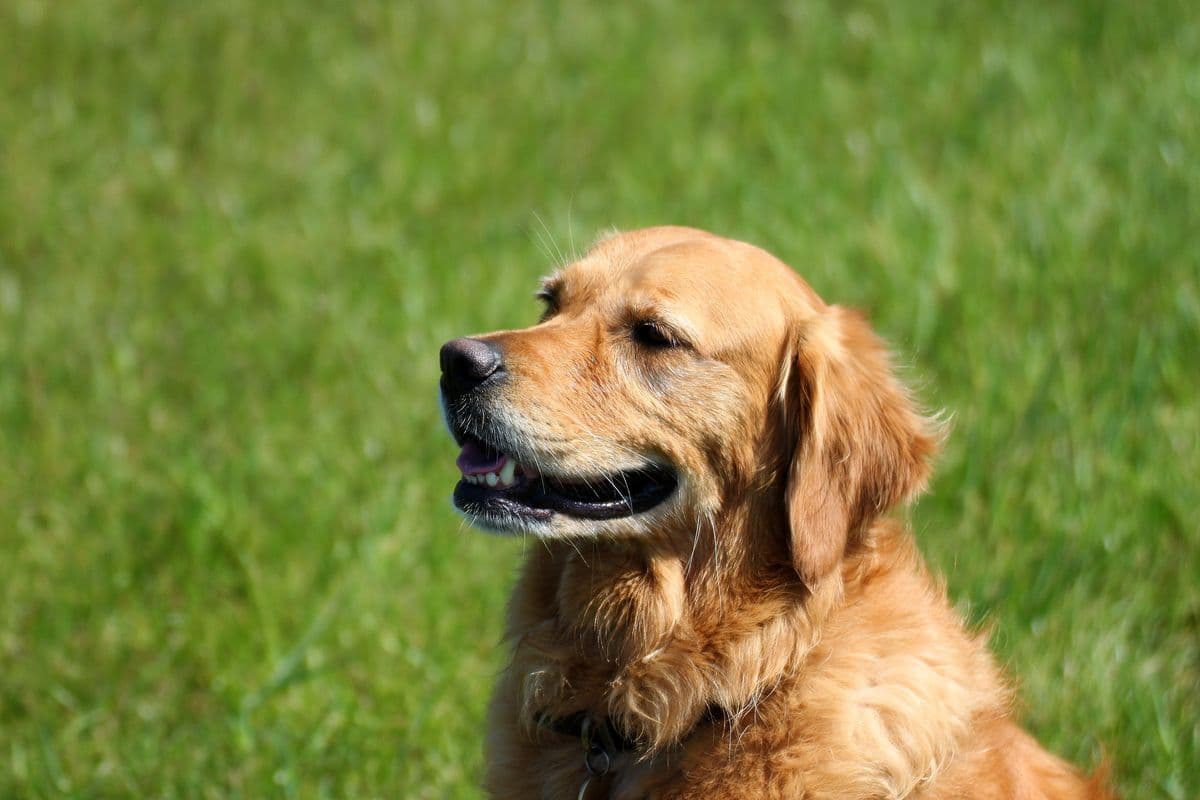 Golden Retriever close-up portrait by the day care cabins