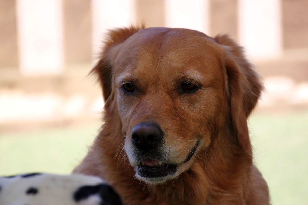 Golden Retriever greeting a Dalmatian nose to nose on the grass