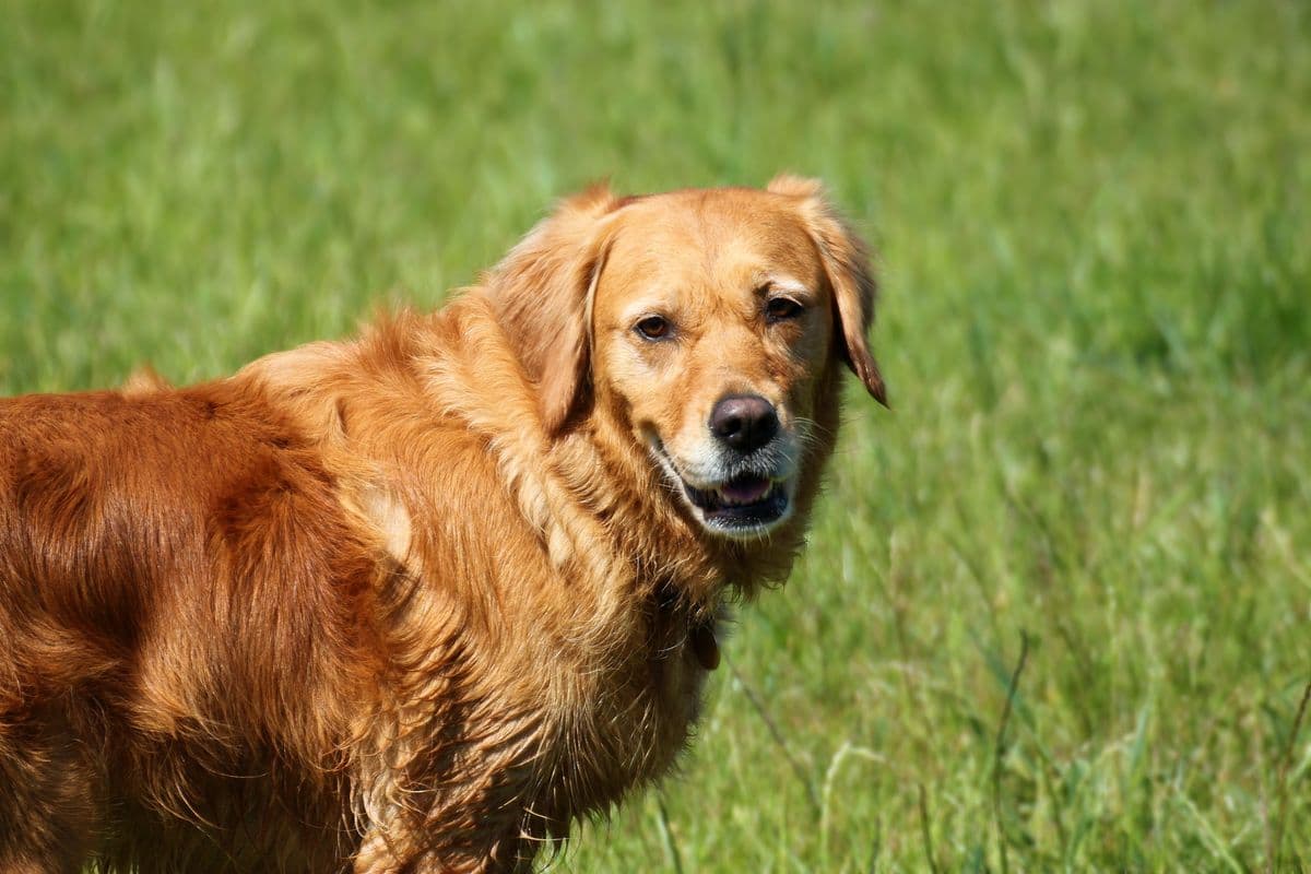 Golden Retriever meeting a Dalmatian in a field at Wagtails day care