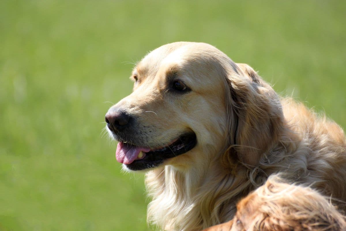 Golden Retriever portrait in profile against a green field