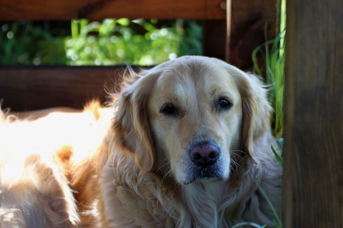 Golden Retriever resting in the shade under a wooden shelter