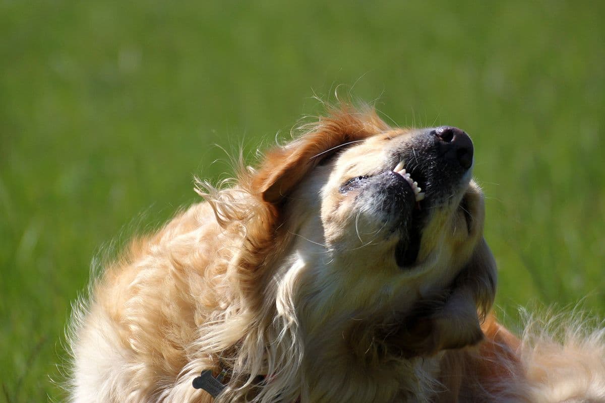 Golden Retriever rolling on the grass at Wagtails day care