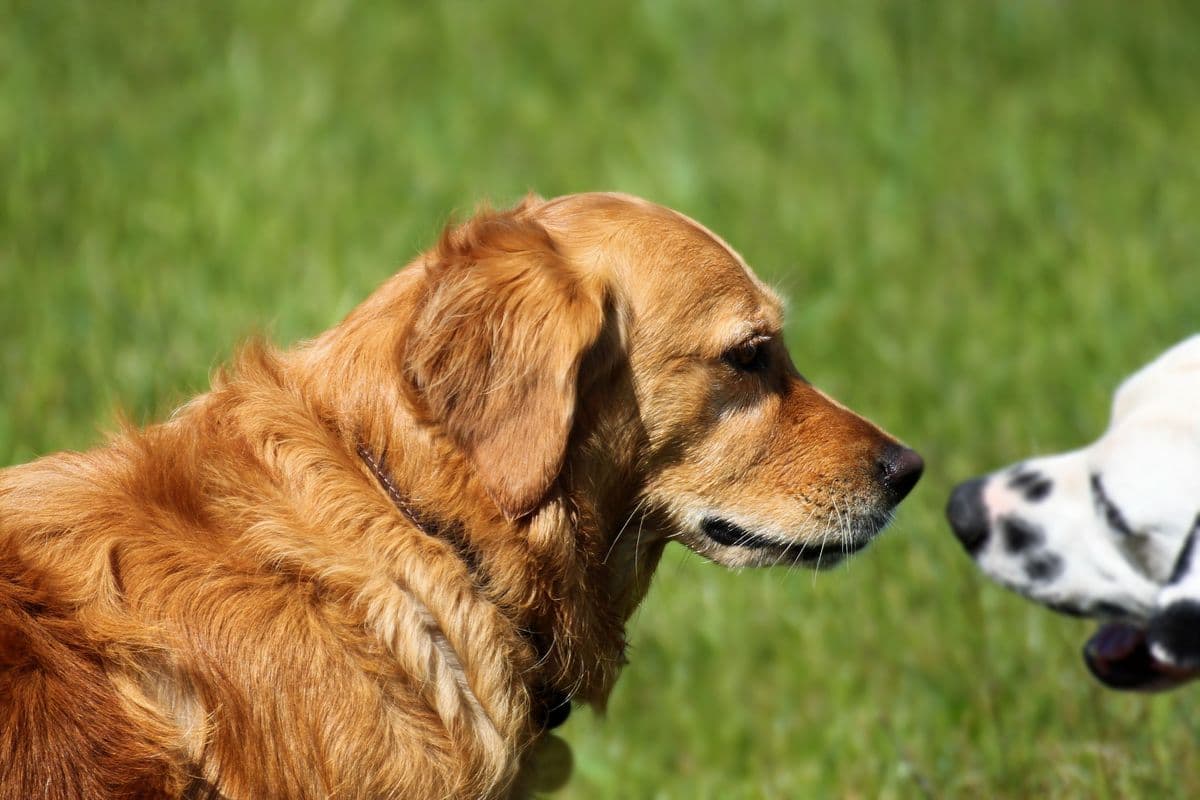 Golden Retriever standing in a green field in Essex