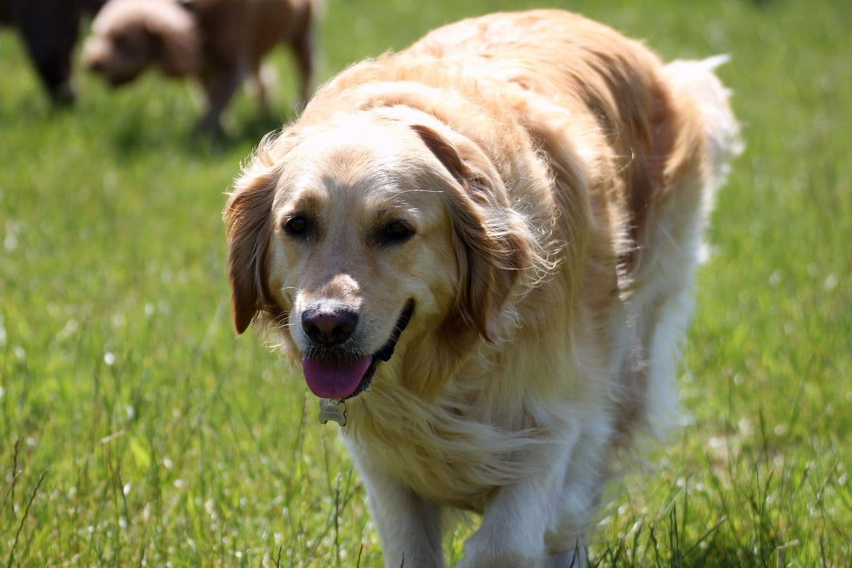 Golden Retriever walking towards the camera with other dogs at day care