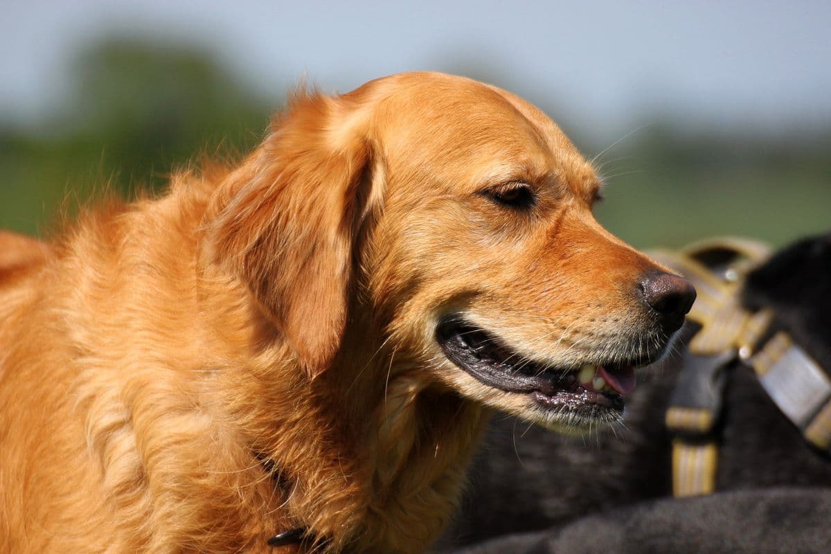 Golden Retriever standing next to a Black Labrador friend at day care