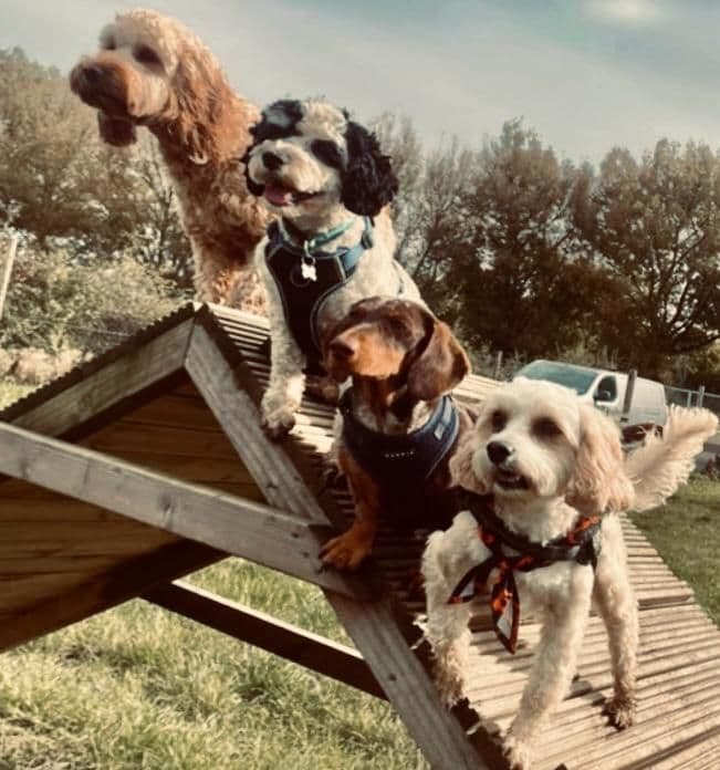 Happy dog on an autumn walk in Essex