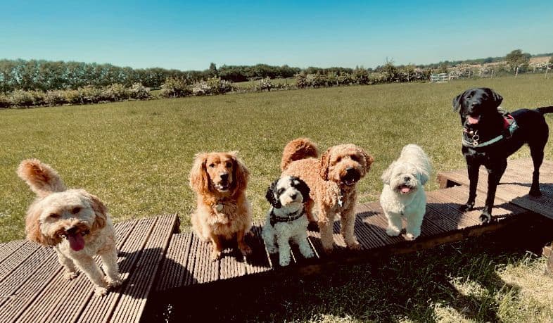 Happy family dog at a pet-friendly venue in Essex