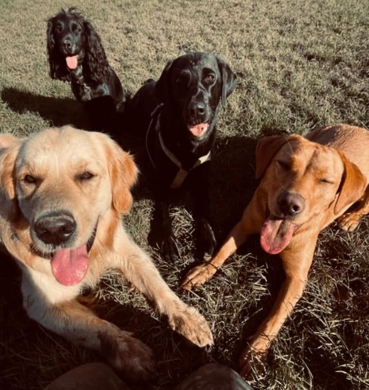 Happy dog in the sunshine at a dog field in Essex