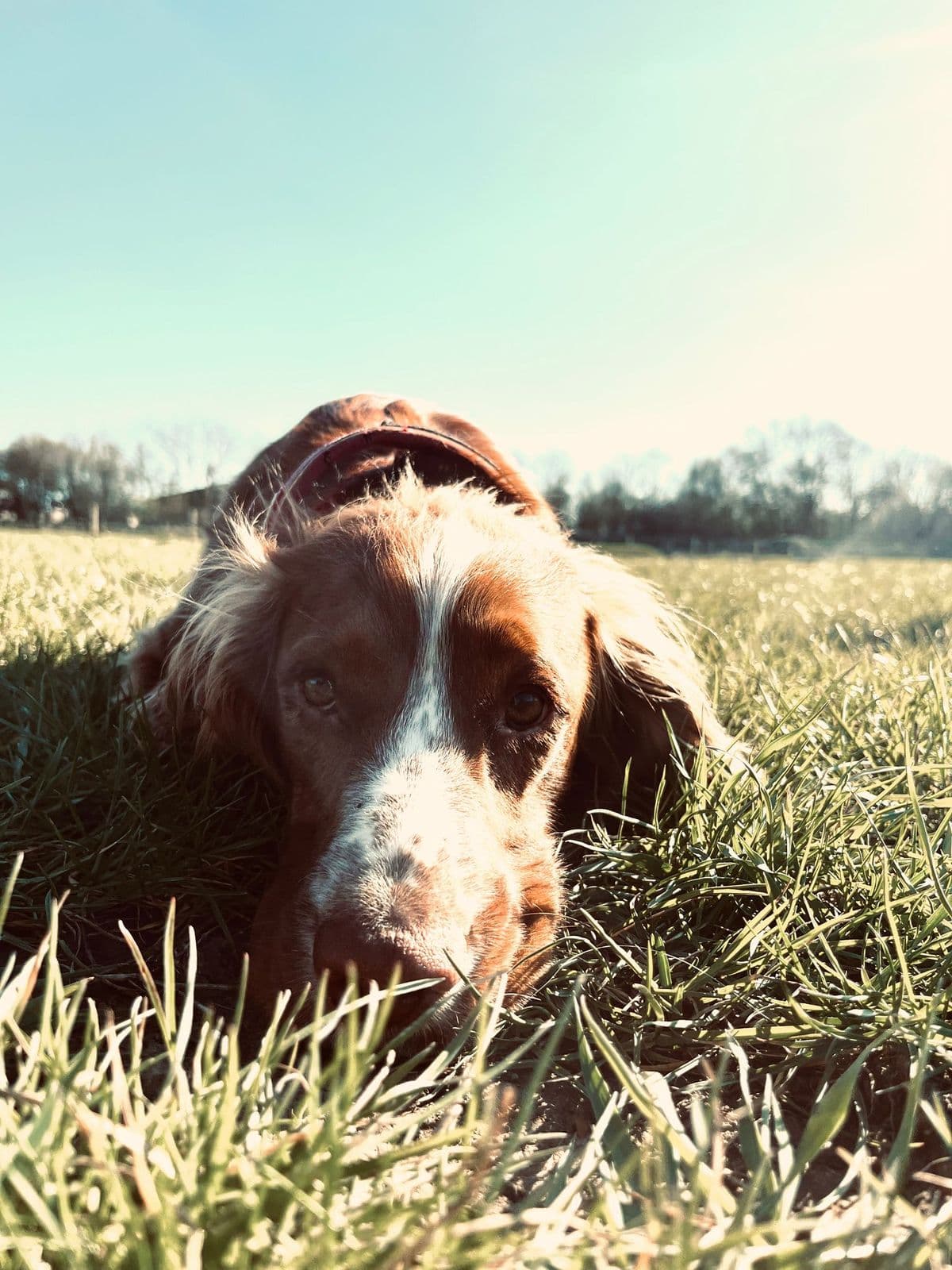 Happy dog on a morning walk in Essex
