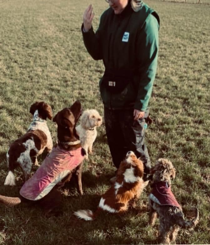 Happy dog getting outdoor exercise in Essex