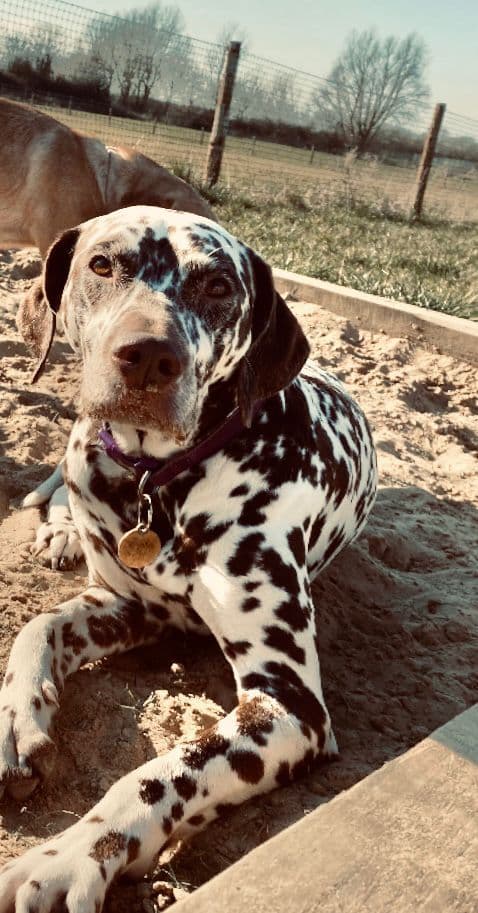 Happy dog in springtime at an Essex dog field