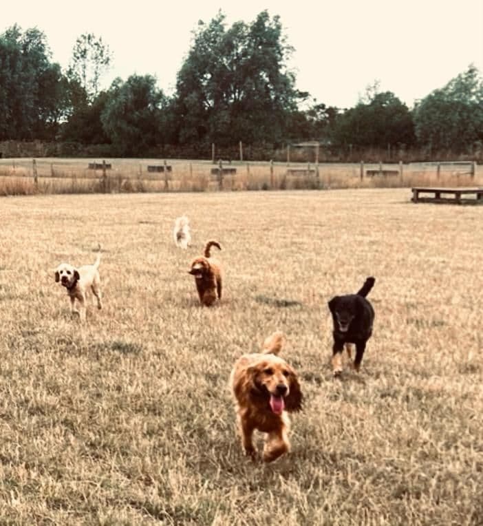 Happy dog on a sunny afternoon at daycare