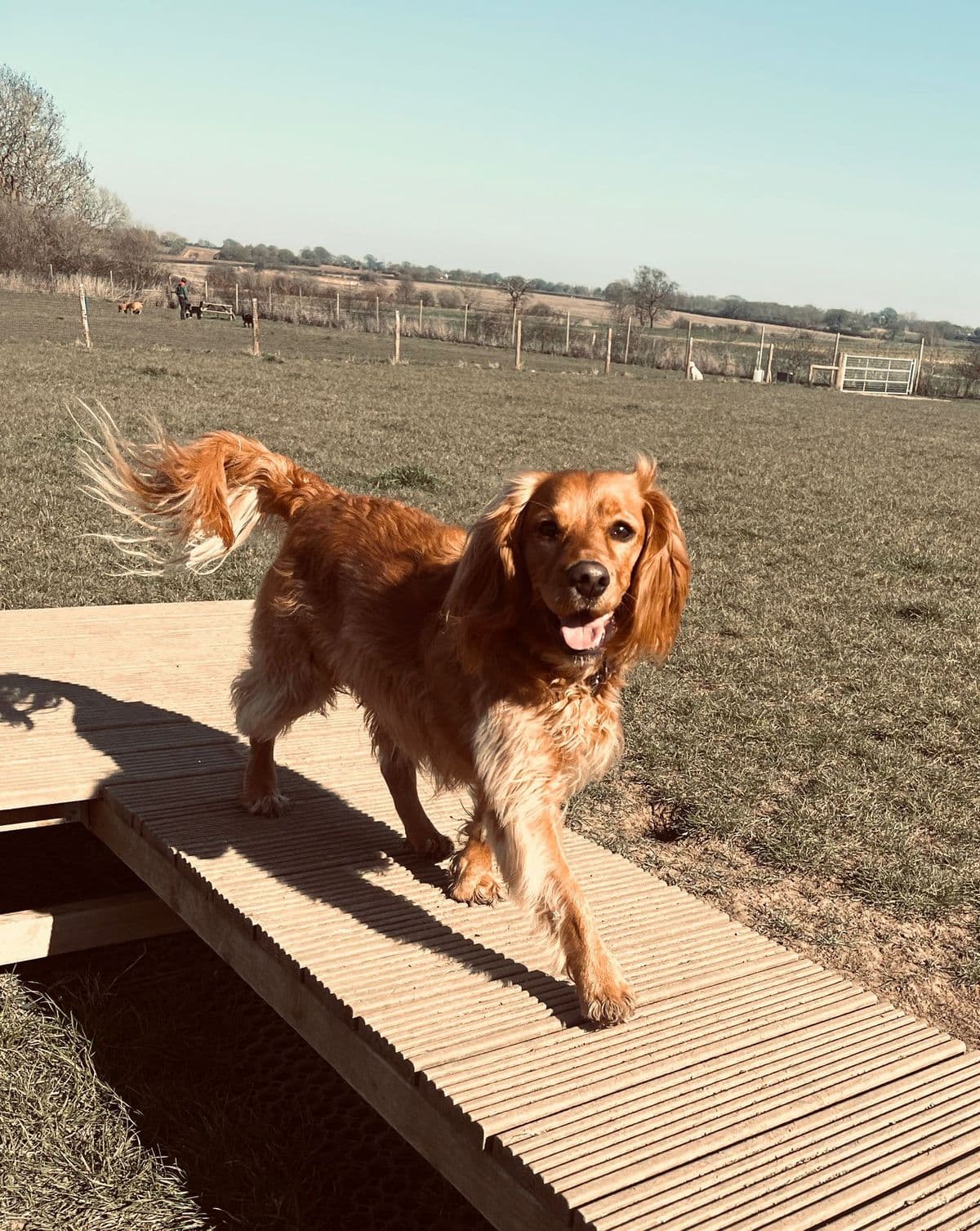 Happy dog at a water station during summer day care