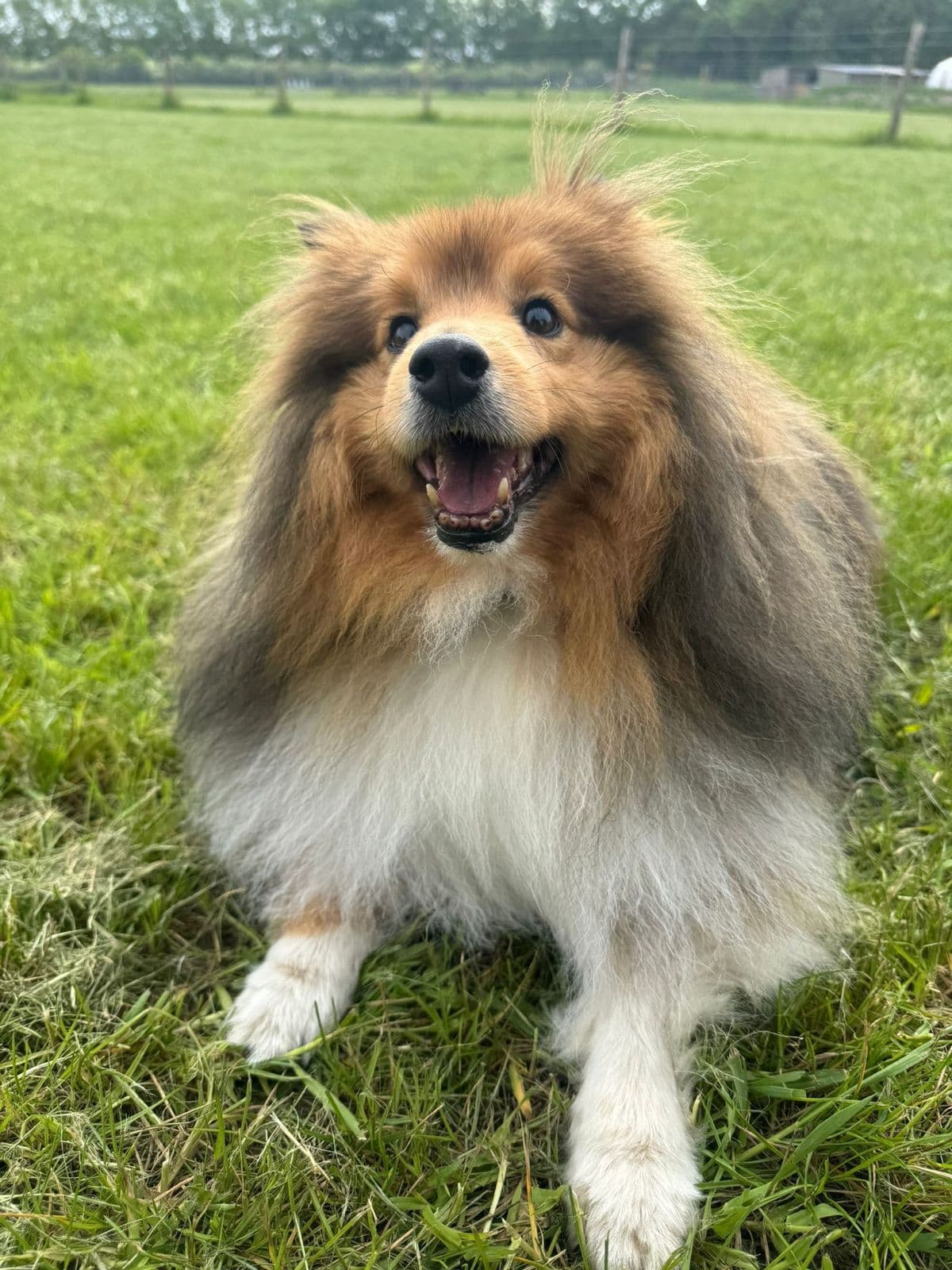 Happy Shetland Sheepdog with a thick double coat lying on green grass
