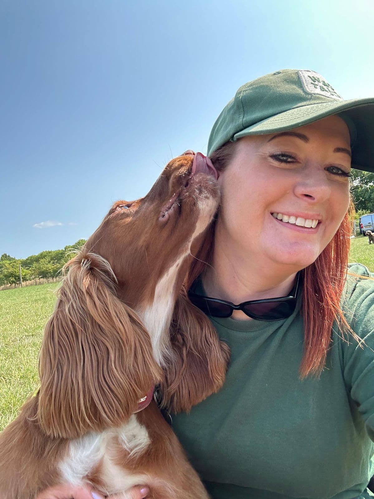 Affectionate Springer Spaniel licking its day care handler at Wagtails